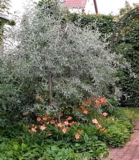 Pyrus Salicifolia - Weidenblättrige Birne